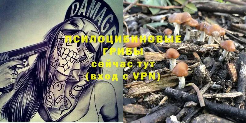 закладки  Нягань  Псилоцибиновые грибы Psilocybine cubensis 